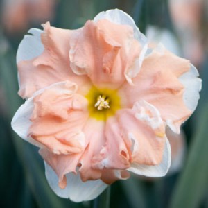 Šķeltziedu narcise "Apricot Whirl"